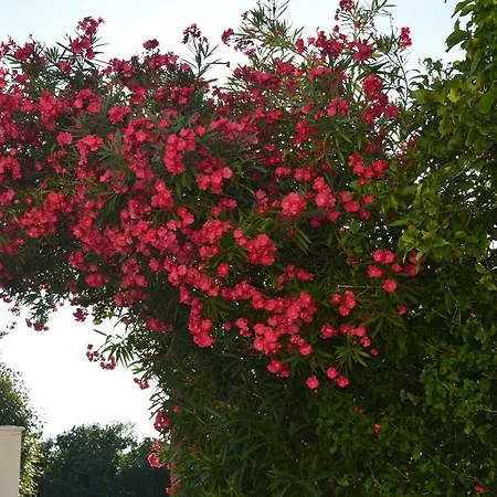 아파트 Maruska I Jana *