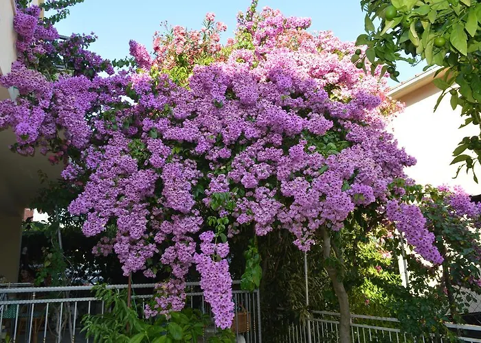 아파트 Maruska I Jana