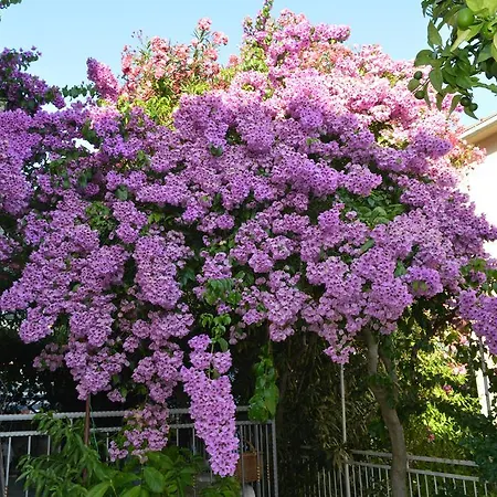 Διαμέρισμα Maruska I Jana